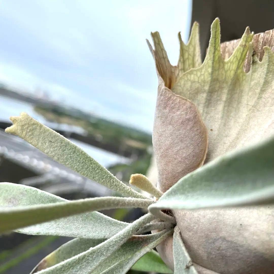 2芽付き ビカクシダ P. veitchii wild vp#3 子株 - メルカリ