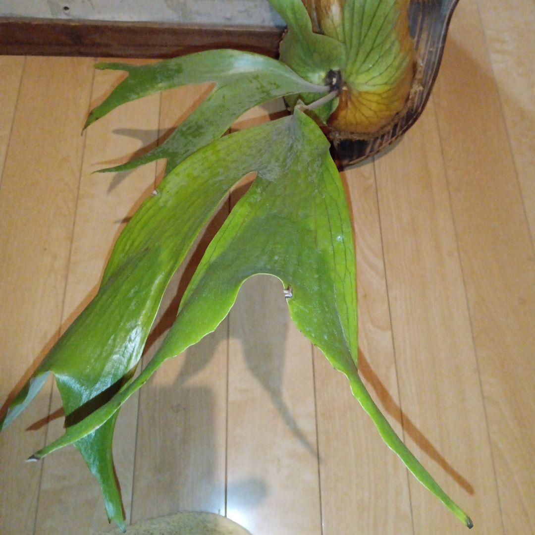 ステマリア＆ヒリードラゴンスポアオリジナルACO出品です!