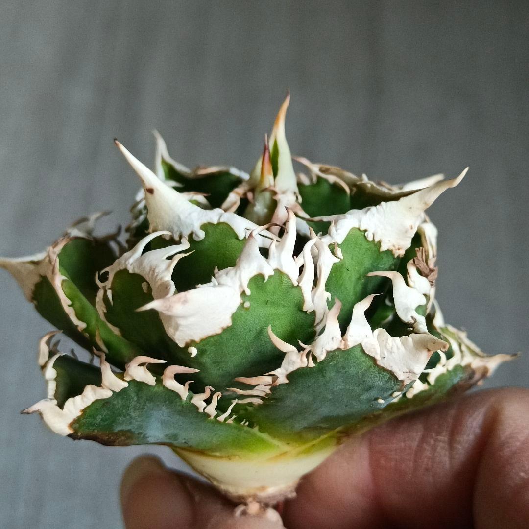 A280 特選 アガベチタノタ 大白鯊 強狂棘 極上白鋸歯 極上優良株