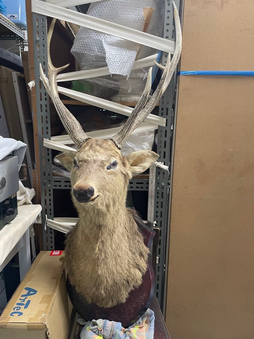 剥製 シカの頭部 壁掛け用