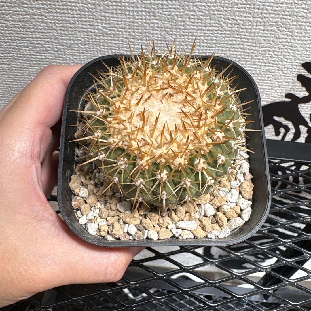 コピアポア コルムナアルバ 孤竜丸 金棘 強棘 美株 特選極上株 未発根