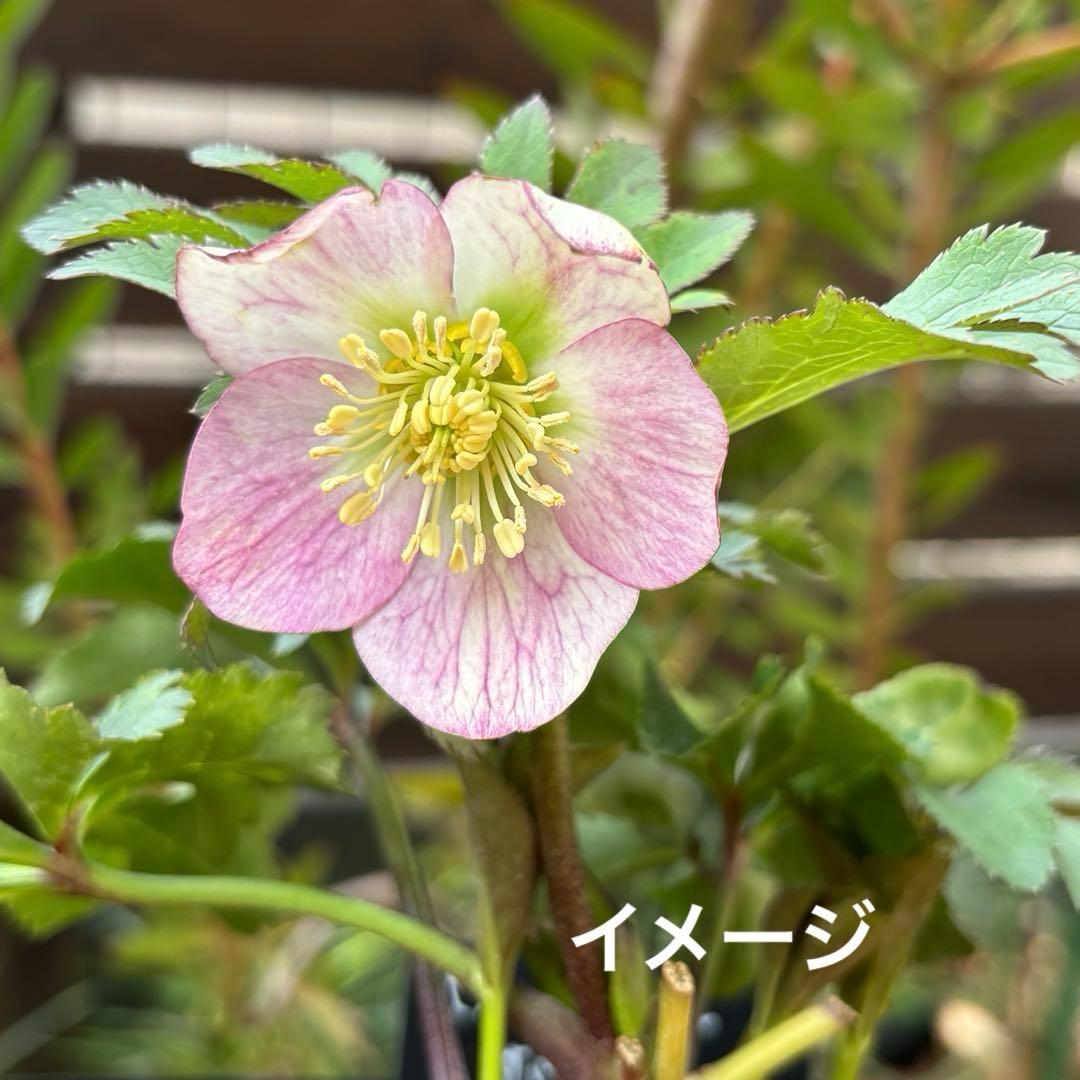 準備中】大木ナーセリー クリスマスローズ ポーセリンSS プリティ