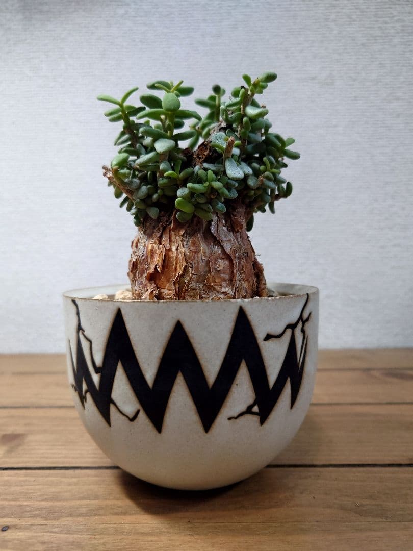 ケラリアピグマエア ベアルート株 VALIEM 鉢