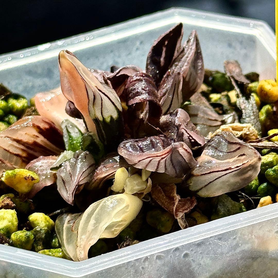 アトロフスカミュータント錦 超美株 ハオルチア 観葉植物 30 - メルカリ