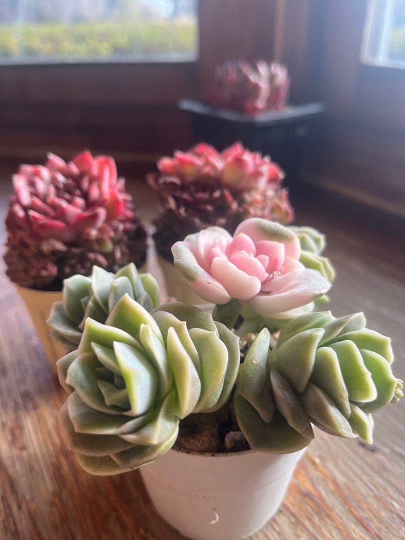 多肉☆ラブリーローズ錦入り・5苗セット - メルカリ