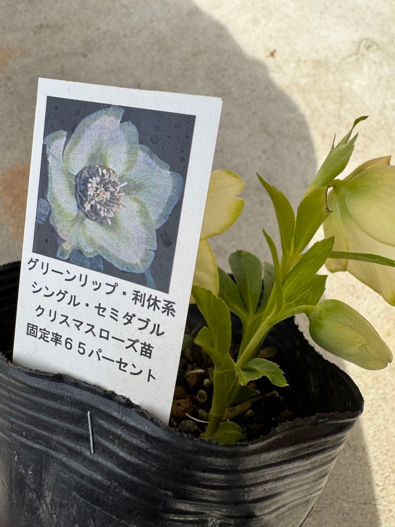 クリスマスローズ セミダブル グリーンリップ・利休系① 曽田園芸