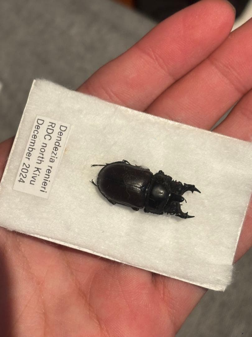 カザリツノクワガタ　昆虫標本　標本 昆虫標本 レア種 大型カザリツノクワガタ 28mm - メルカリ