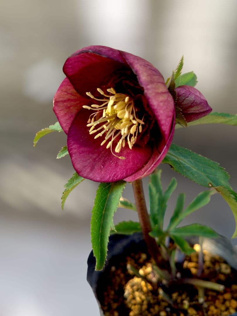 クリスマスローズ　グロッシーレッド　カップSd