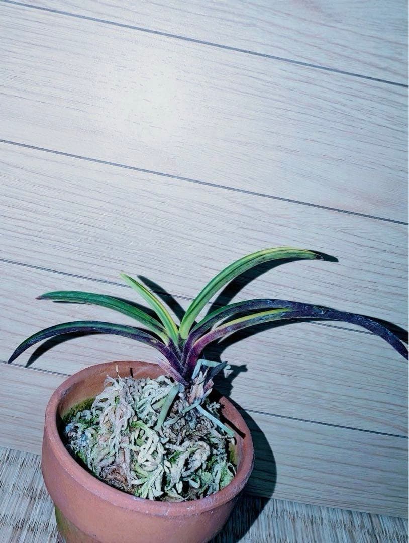 【迎春特別出品】富貴蘭「至楽」別格稀貴品