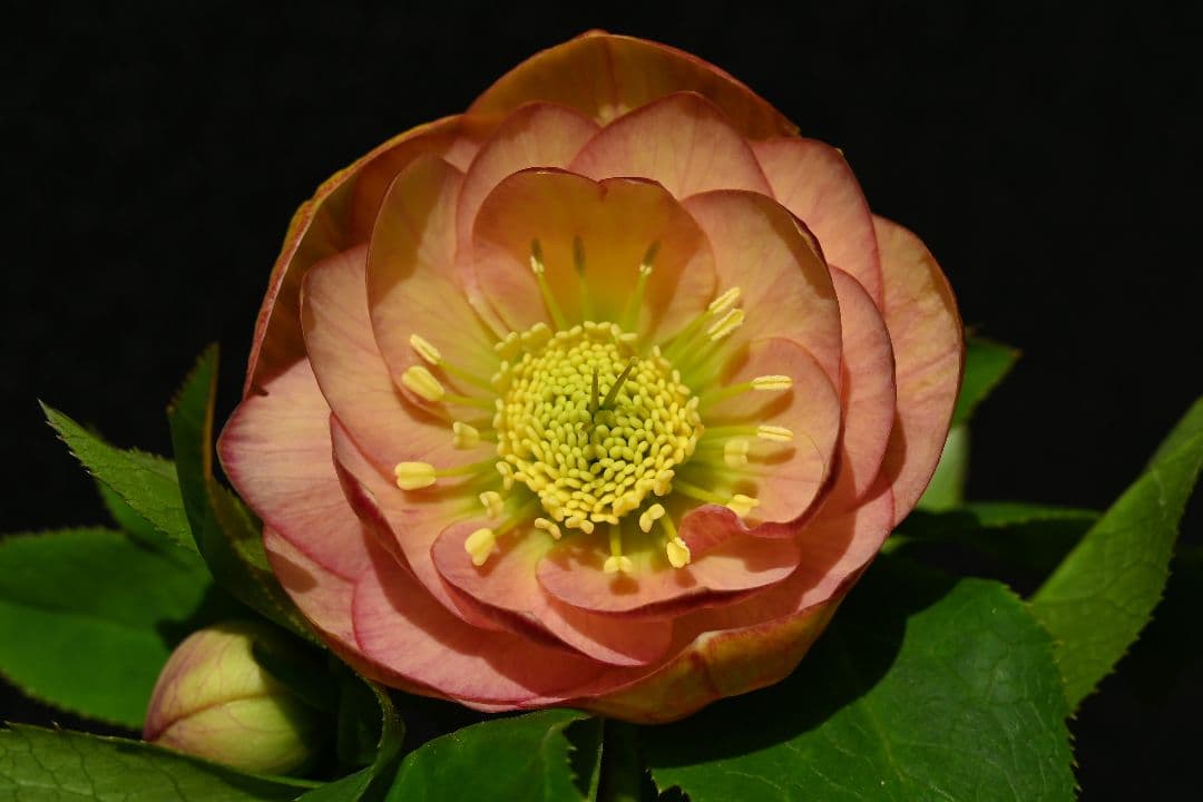 クリスマスローズ　認定グロッシーカラー　アプリコット　加藤農園