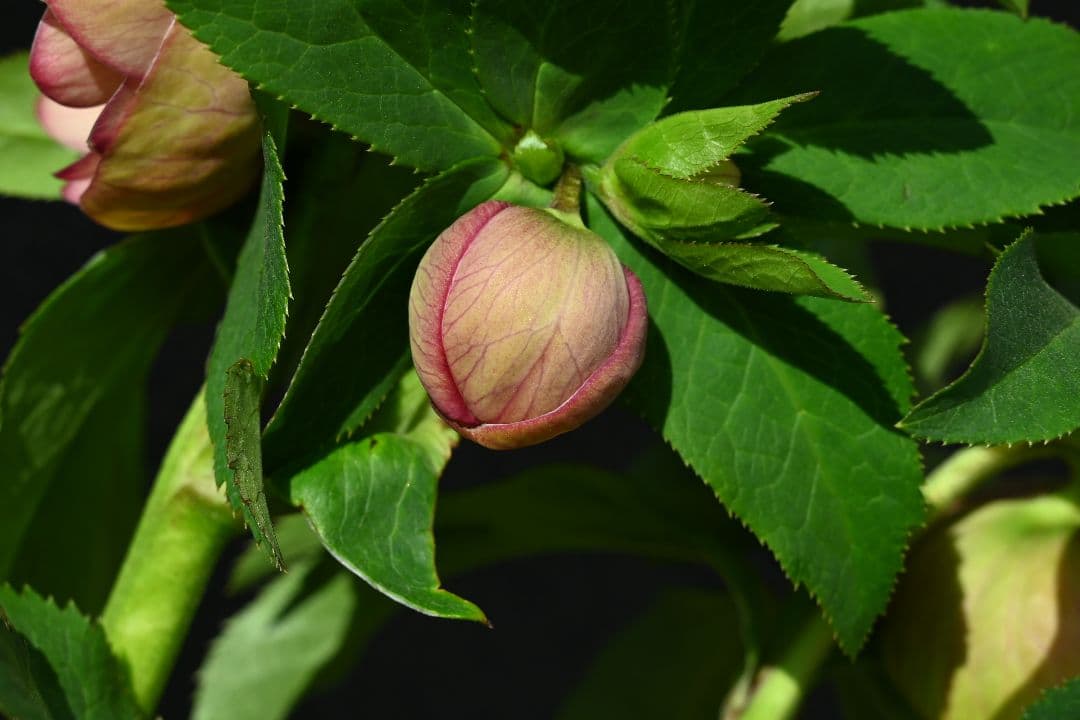クリスマスローズ 認定グロッシーカラー アプリコット 加藤農園 - メルカリ