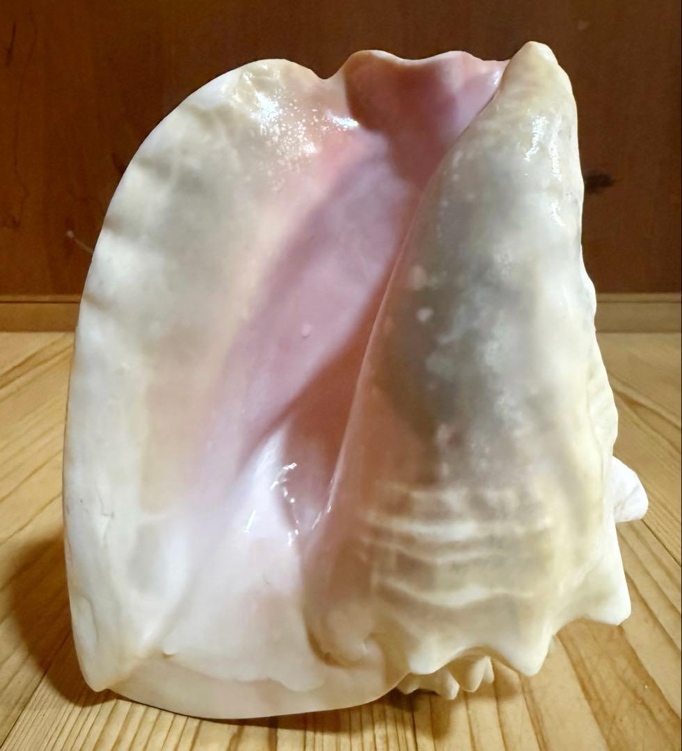 古代桃色法螺貝（ピンク貝）法螺貝　ほら貝　コンク貝笛 2024 大型古代桃色法螺貝（ピンク貝）法螺貝 ほら貝 ホラガイコンク貝笛