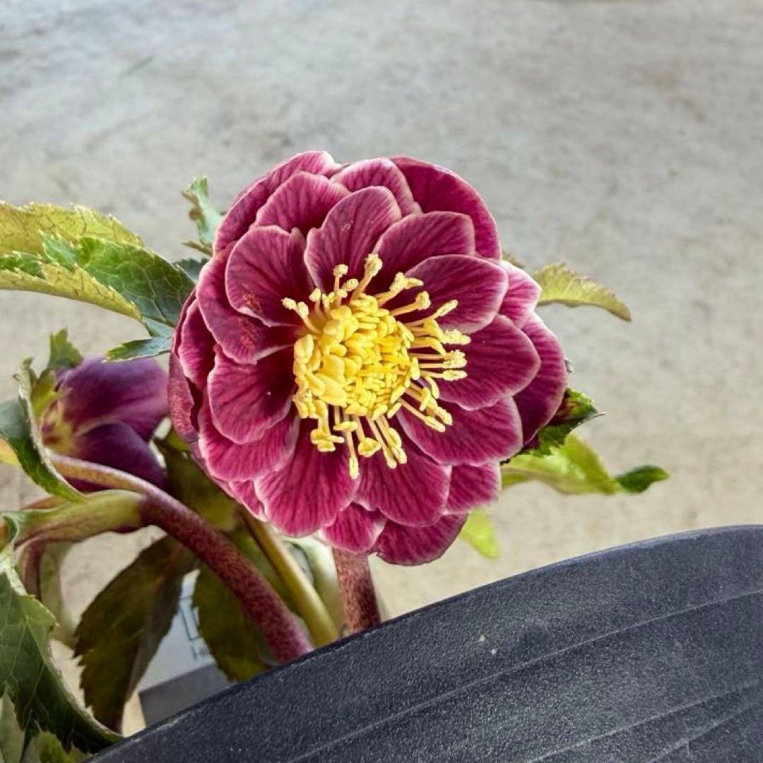 N*所様 クリスマスローズ 開花株 広瀬園芸 - メルカリ