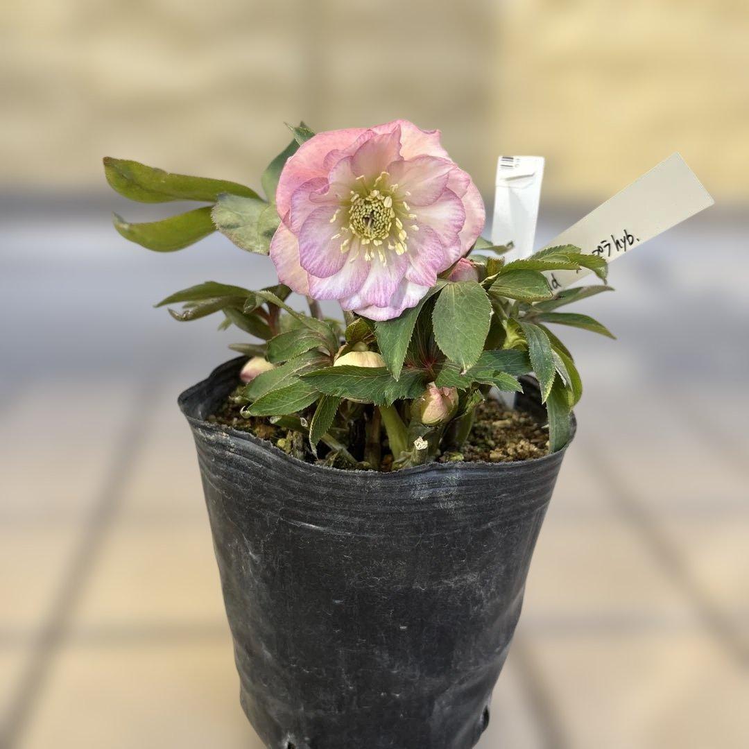 プルプラ交配　dd 大木ナーサリー　クリスマスローズ　タグ付き　現品　開花株 1F|クリスマスローズ入荷情報 | オザキフラワーパーク | オザキ