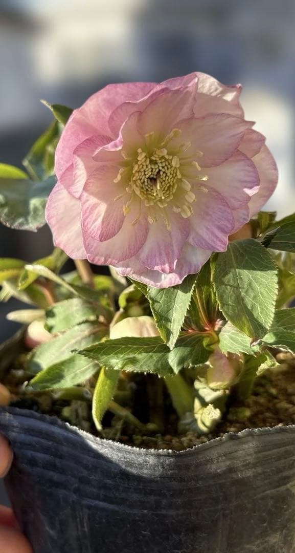 プルプラ交配 dd 大木ナーサリー クリスマスローズ タグ付き 現品 開花株