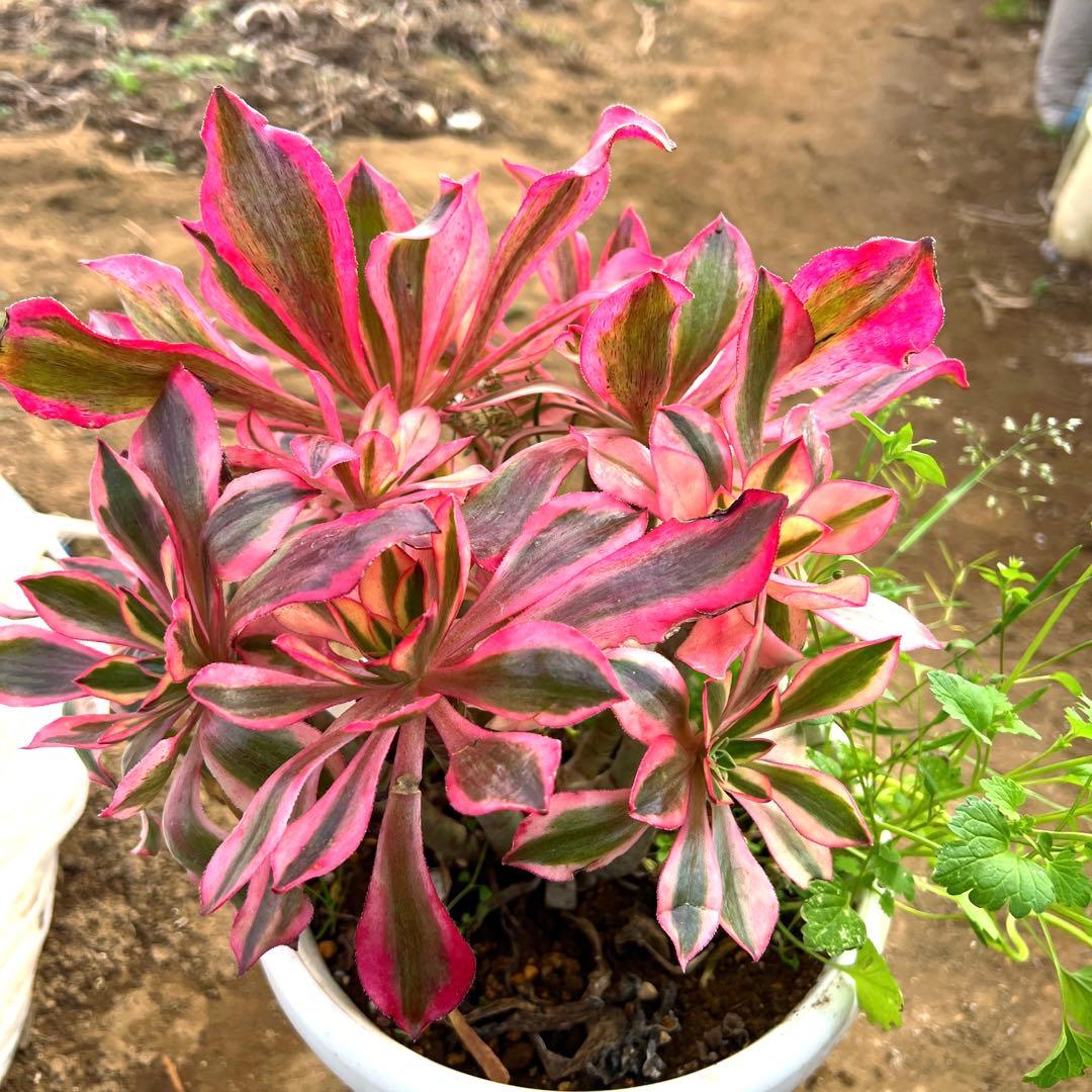 多肉植物。アエオニウム魅影法師錦抜き苗13頭 - メルカリ