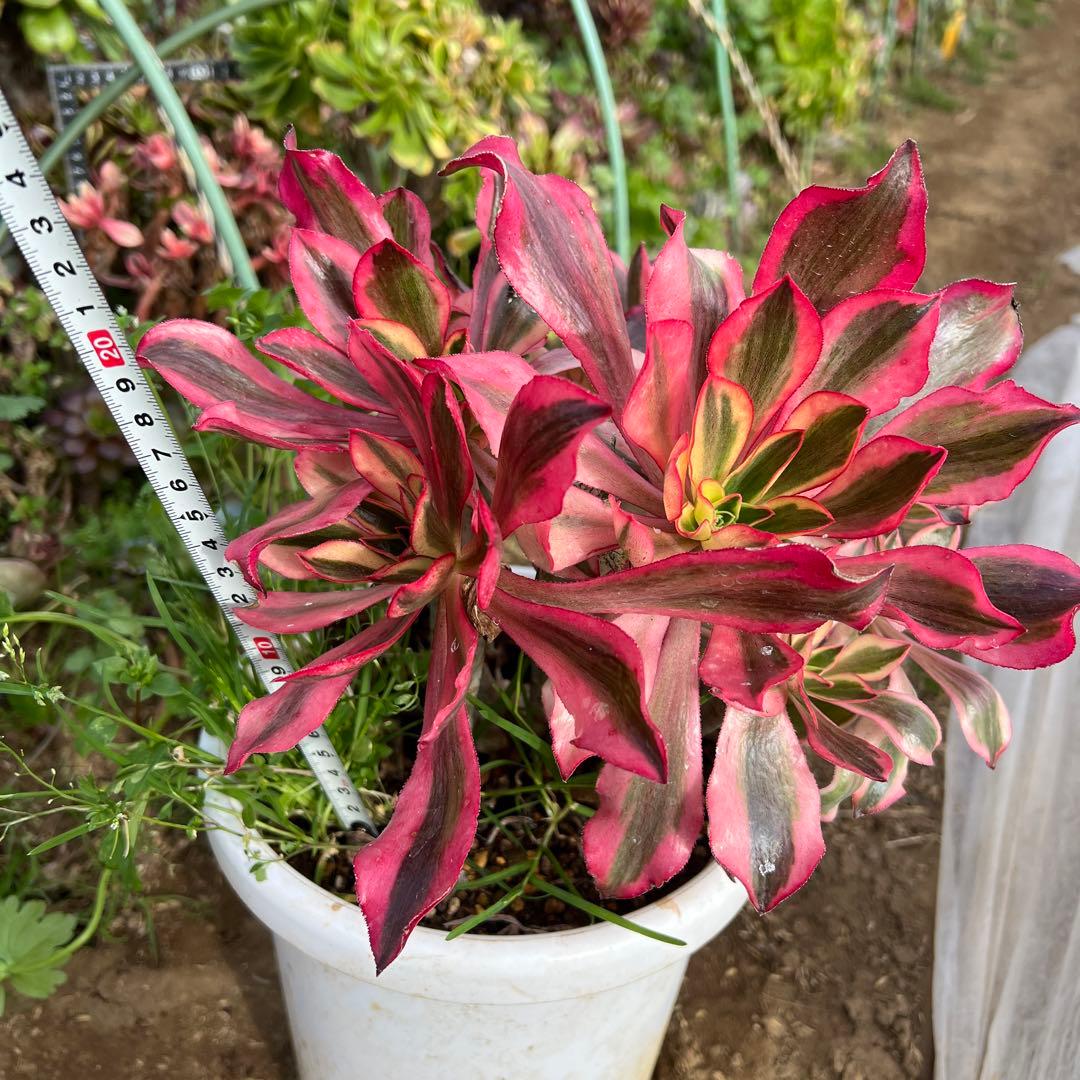 多肉植物。アエオニウム魅影法師錦抜き苗13頭 - メルカリ