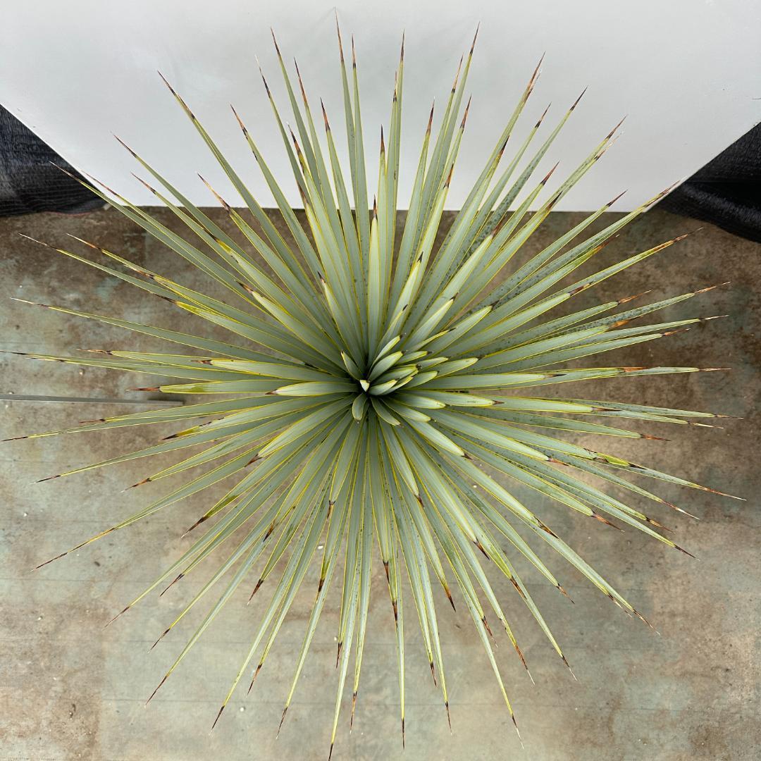 ユッカ ロストラータ【24-644】超美形 シルバーブルー