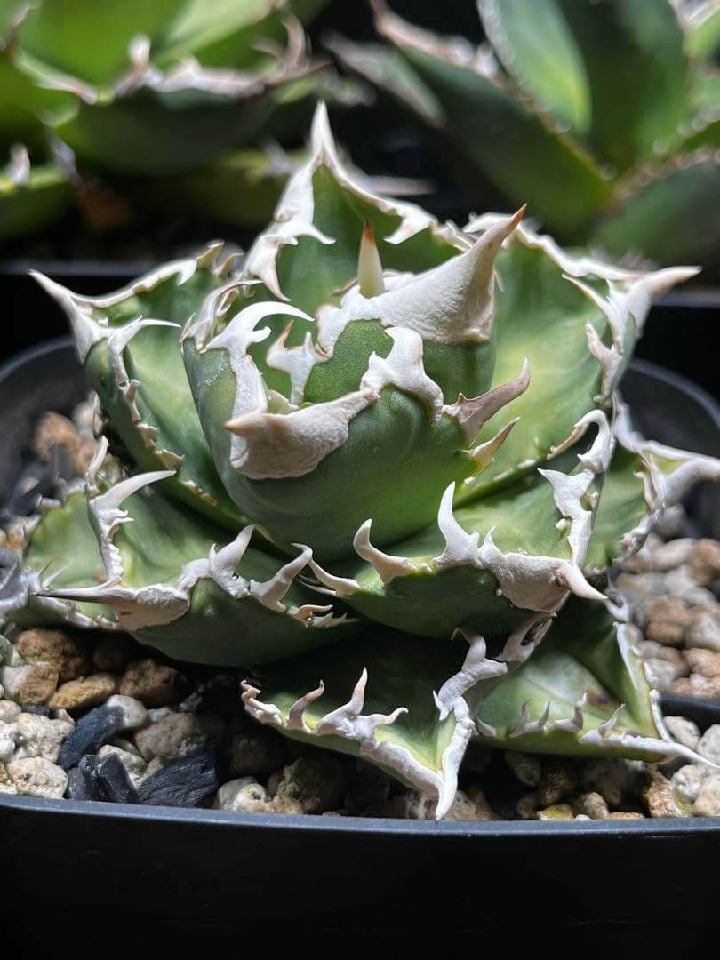 ルナさん専用　アガベ　IVORY\