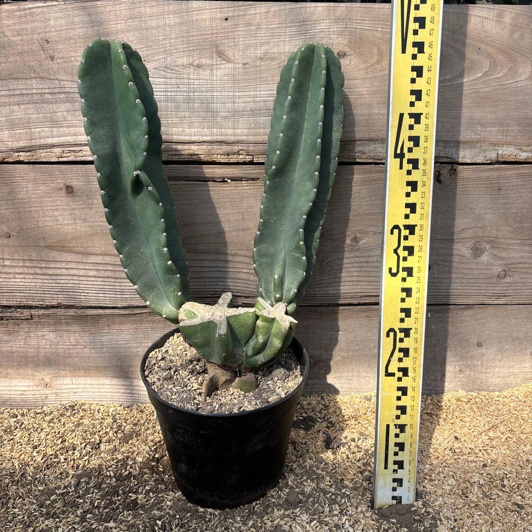 売り切越冬済 柱サボテン 鬼面角 発根 ドライガーデン ロストラータ