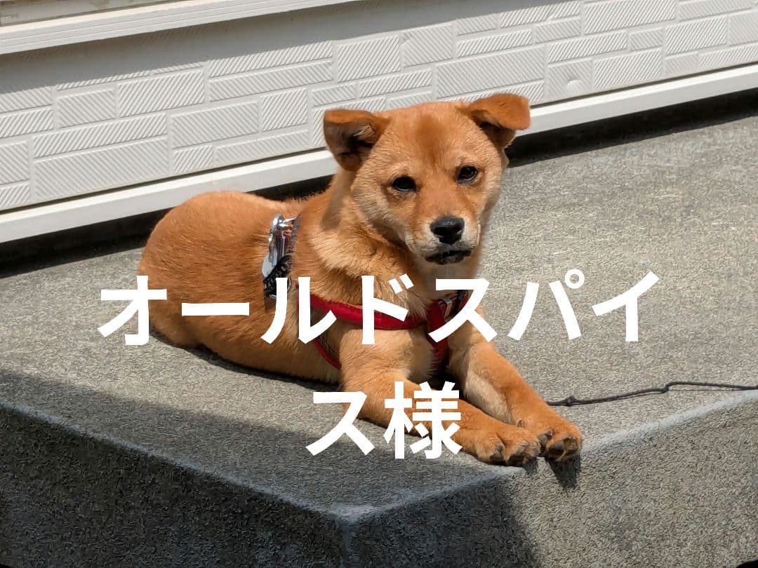 オールドスパイス出品