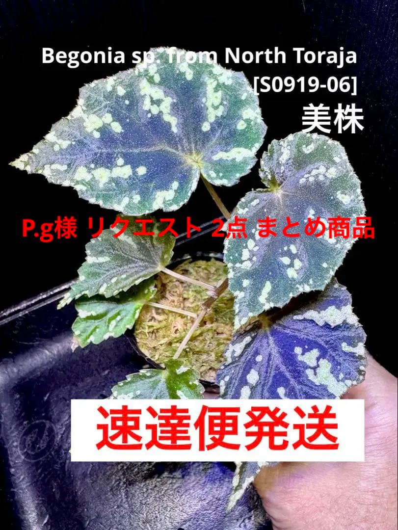 P.g様 リクエスト 2点 まとめ商品