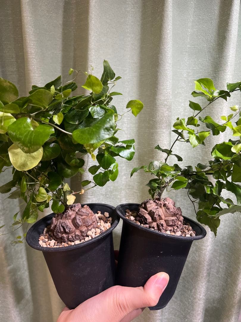 4号鉢　亀甲竜　2鉢セット