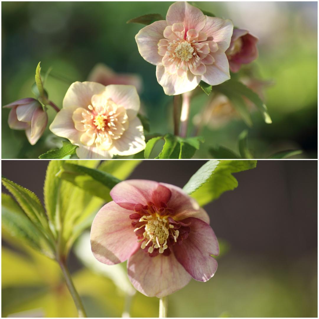 tsu★tsu「新春セール」クリスマスローズ 小苗 セット