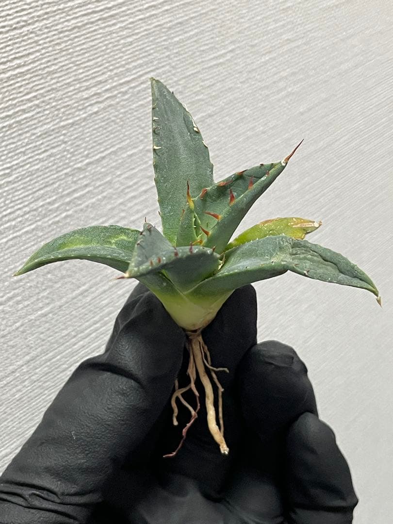 ジェレミー産Hidden Agaveアガベ エボリスピナ×BBハイブリッドUS株