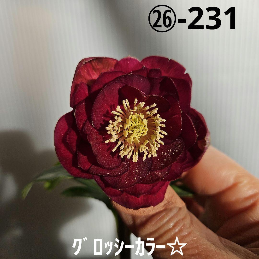 ㉖-231クリスマスローズ