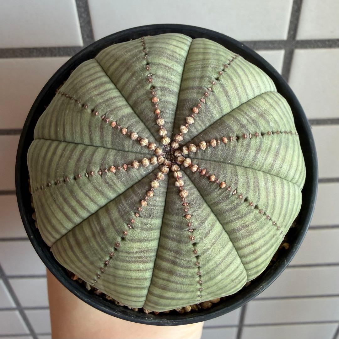 パ*ル様 ① ユーフォルビア オベサ 実生選抜 大株 ライムグリーン ユーフォルビア オベサ 実生 Euphorbia obesa 多肉植物 珍奇植物 静岡