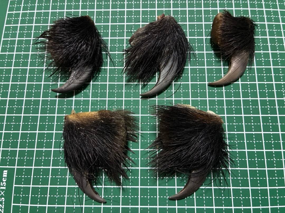 確認用　　　熊　爪　ハンドメイド　キーホルダー