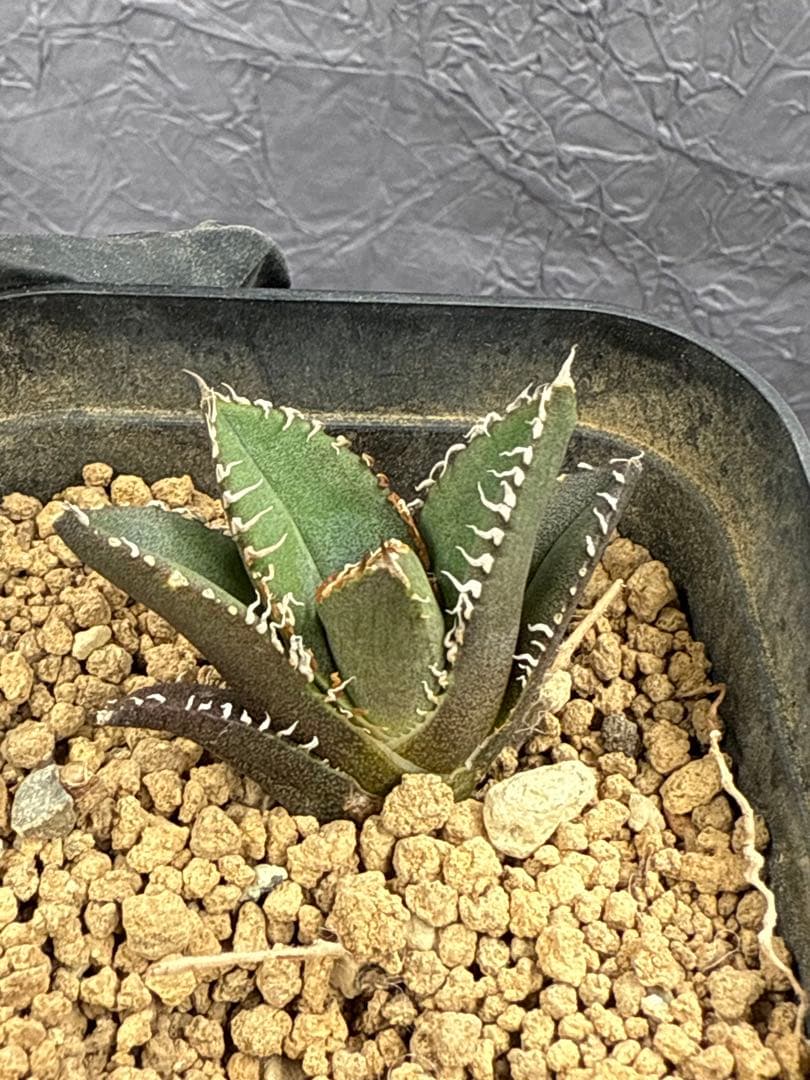 アガベ チタノタ「麻花龍」子株 極上強棘 ブツブツ 特選株 - メルカリ