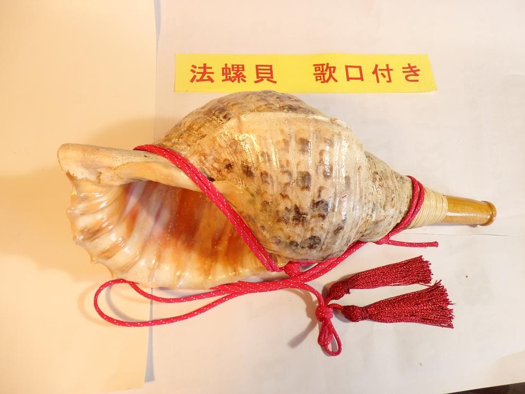 法螺貝 約40㎝ 　木製歌口,赤紐付　 MH-441