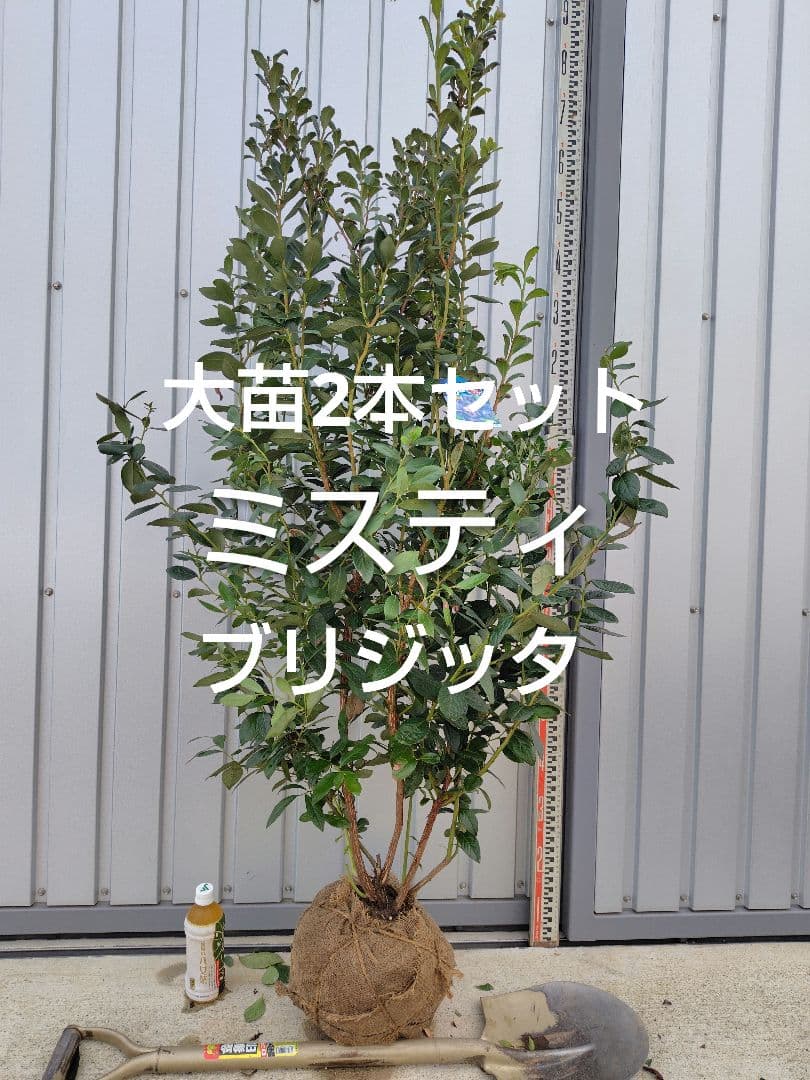 ブルーベリー苗ブリジッタ＆ミスティ大苗2本セット ブルーベリー苗木 苗 ブルーベリーの木 鉢植え ブルーベリー2本セット