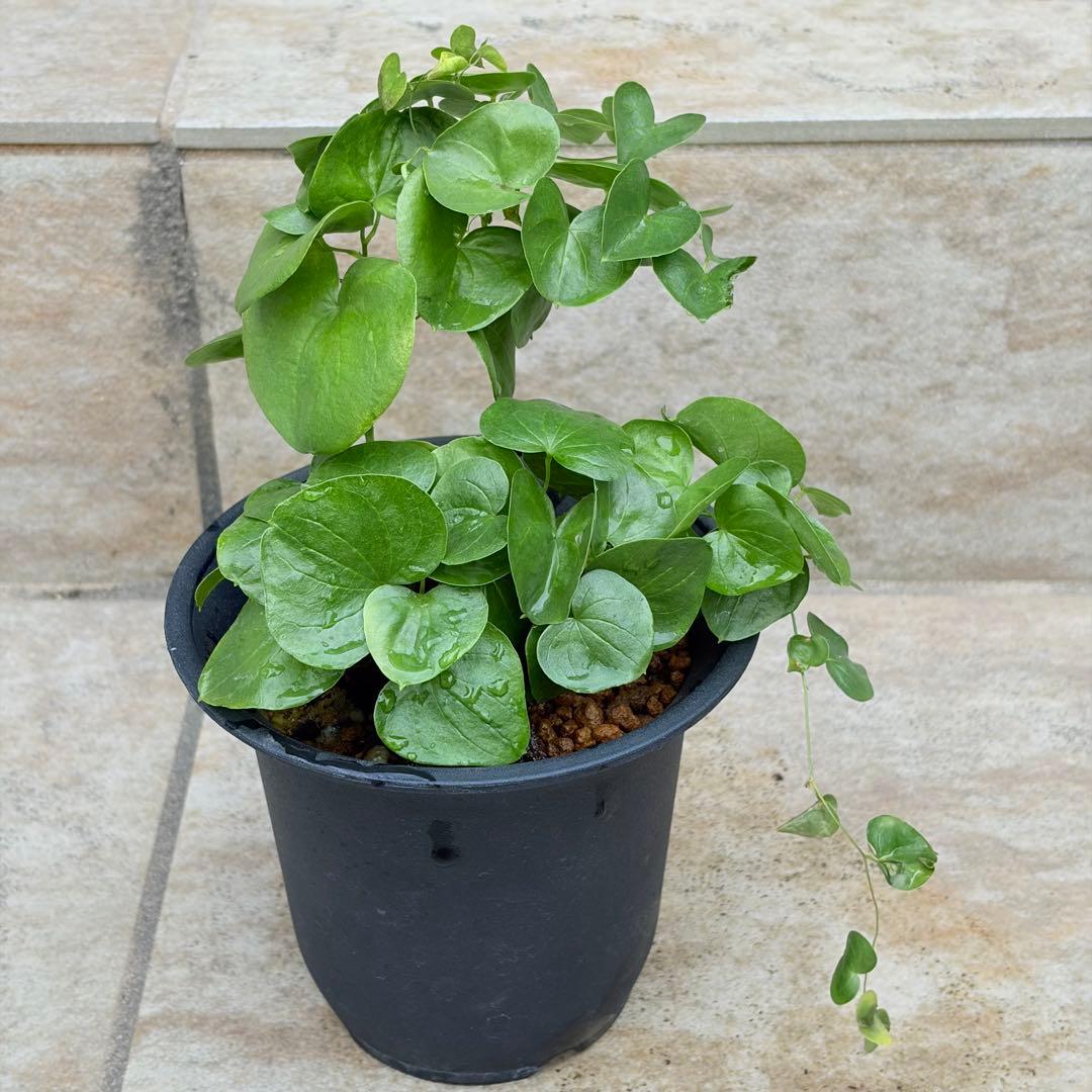 亀甲竜 約4号鉢 No.015 鉢、送料込 メルカリ便 - メルカリ