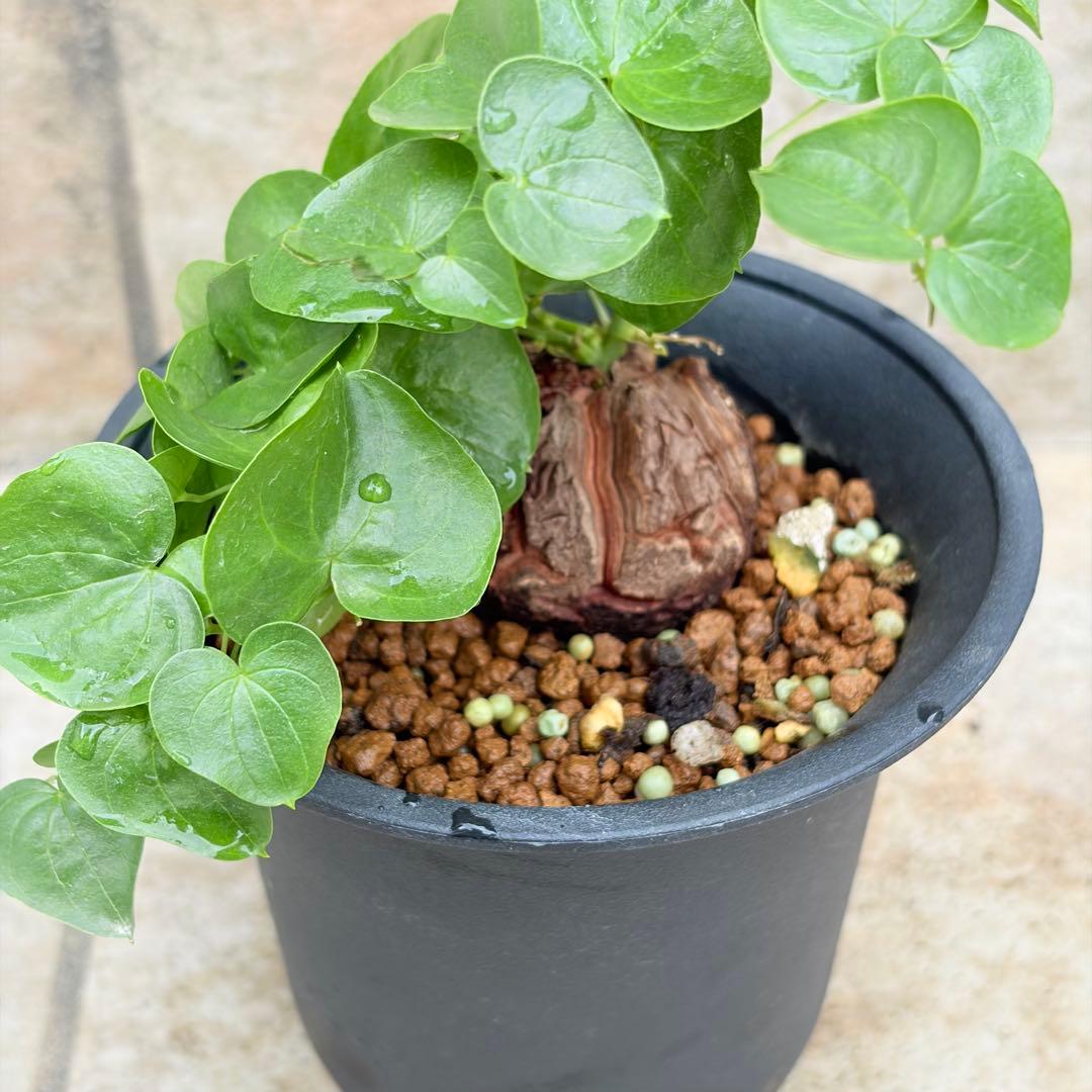 亀甲竜 約4号鉢 No.015 鉢、送料込 メルカリ便 - メルカリ