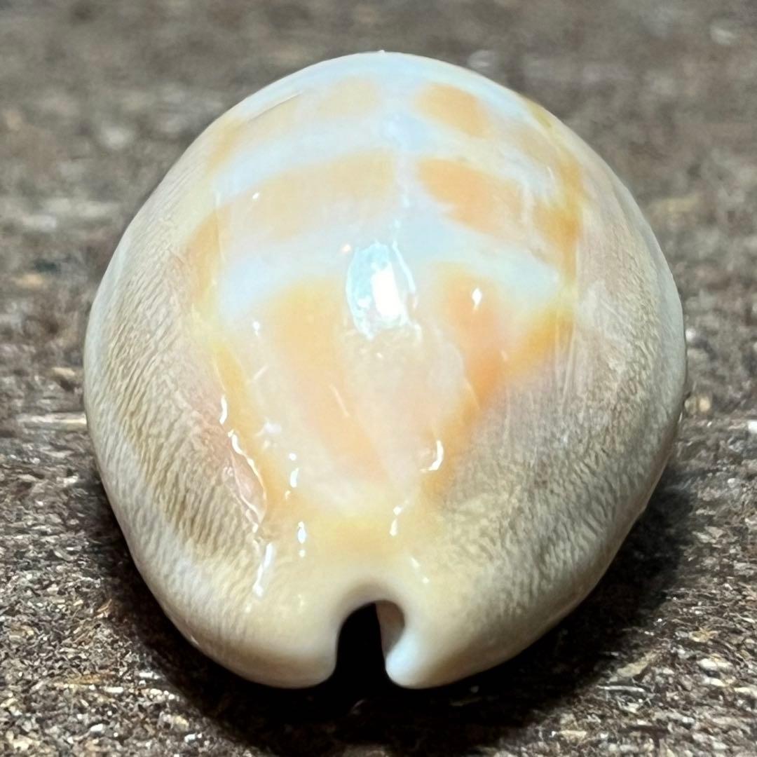 ☆激レア☆ オキナワダカラ 31mm 貝殻 標本 アンティーク - メルカリ