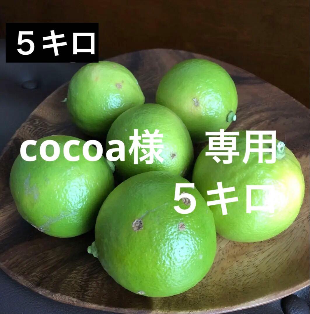 国産ベルガモット オレンジ　 果実 約1kg