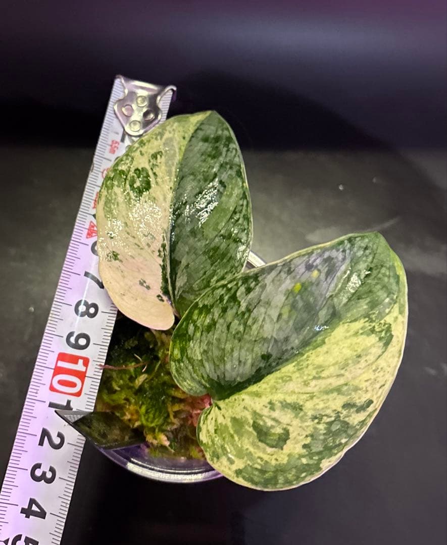 スキンダプサス レア セット H3 - スキンダプサス レア セット H3