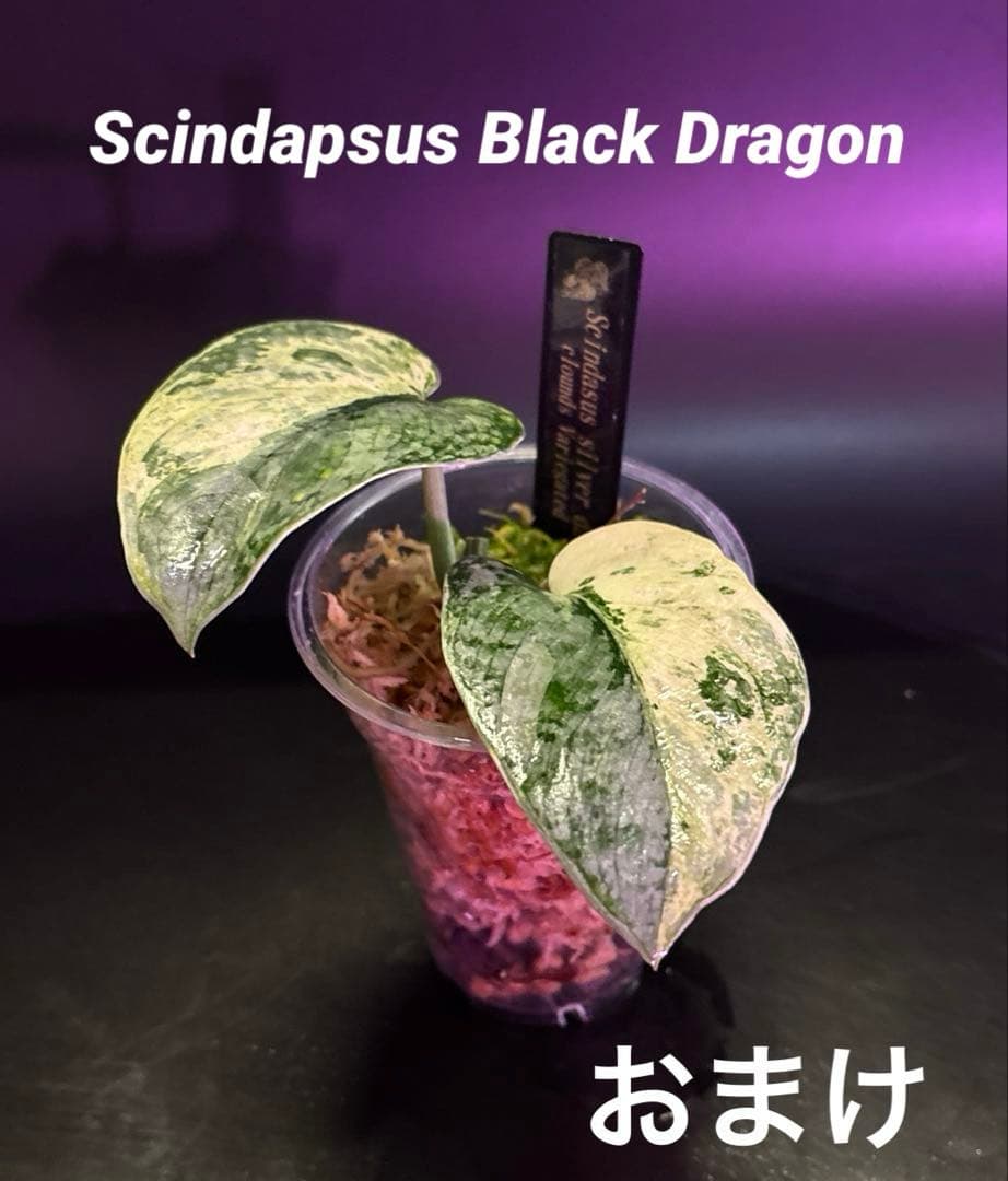 スキンダプサス レア セット H3 - スキンダプサス レア セット H3