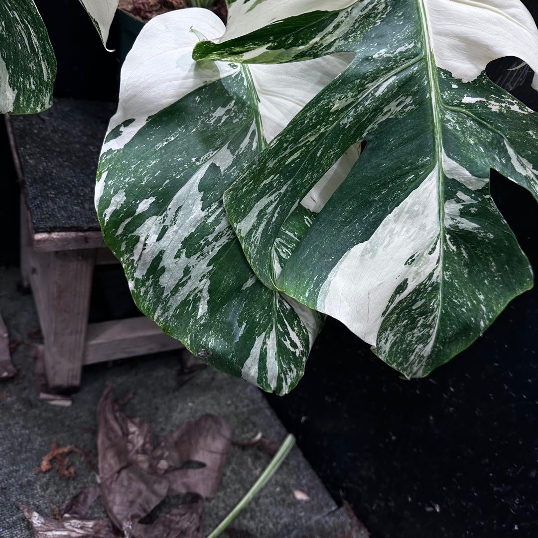 斑入りモンステラ ホワイトタイガー極美大株67cm白斑多 - メルカリ