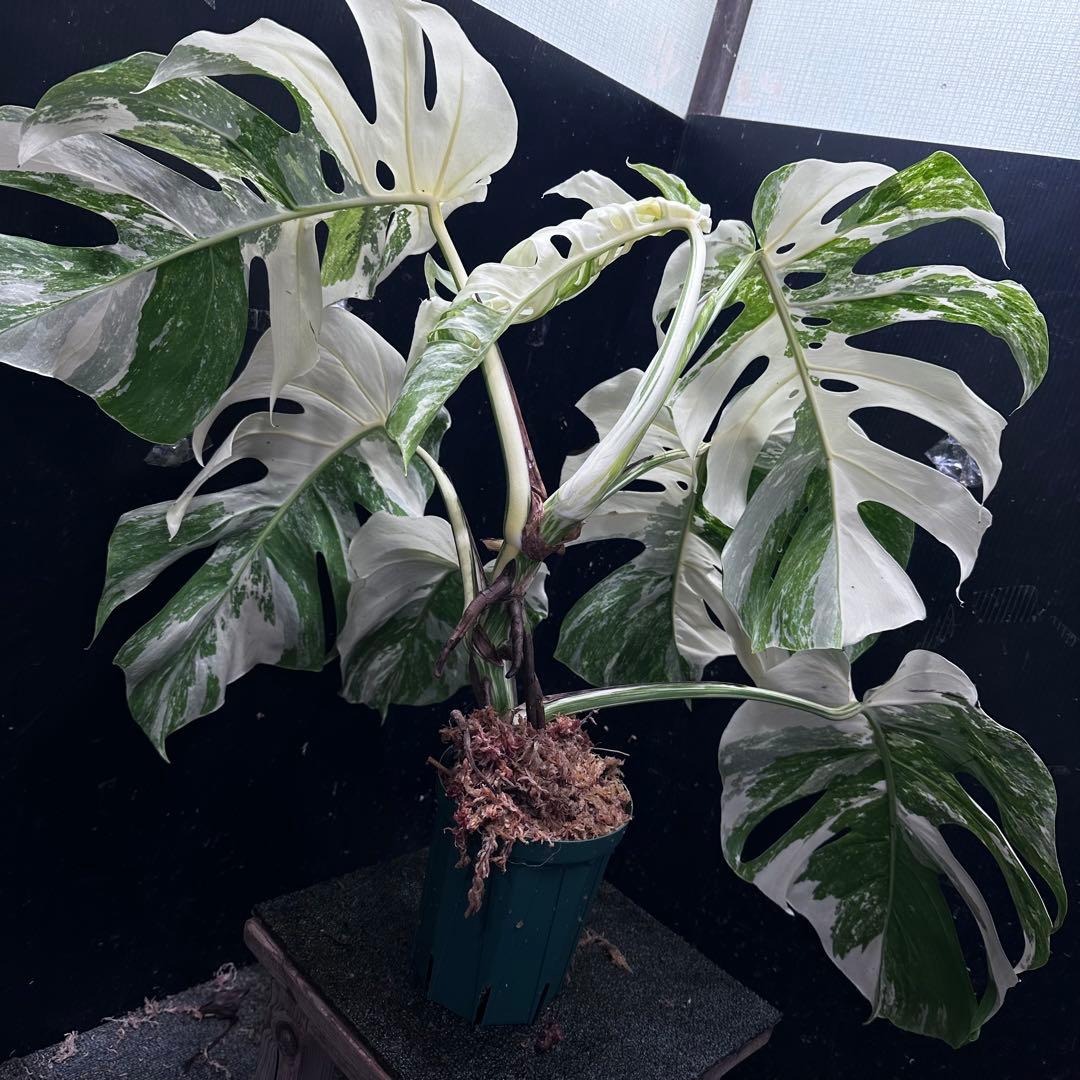斑入りモンステラ ホワイトタイガー極美大株67cm白斑多 - メルカリ