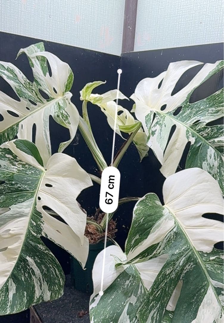斑入りモンステラ ホワイトタイガー極美大株67cm白斑多 - メルカリ