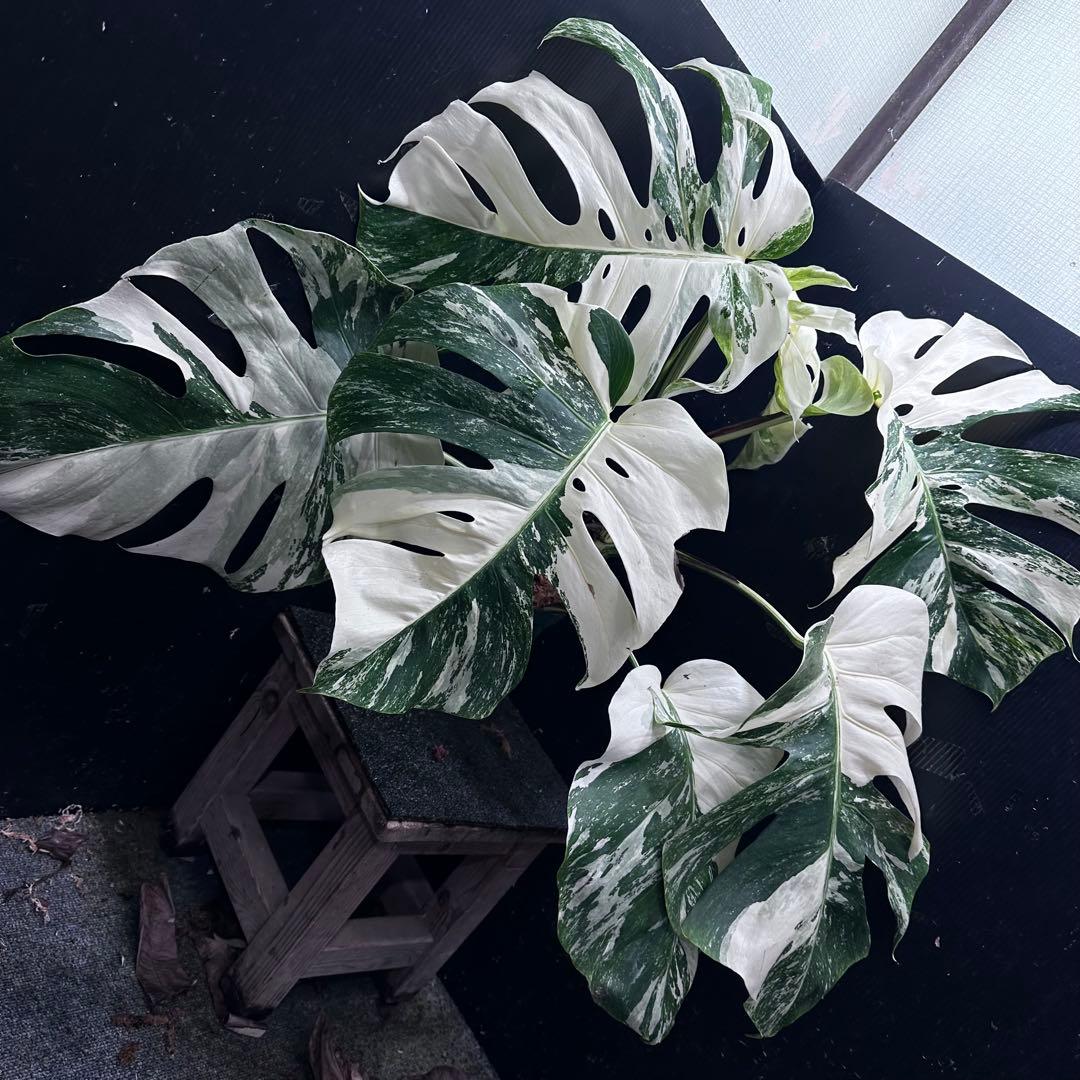 斑入りモンステラ ホワイトタイガー極美大株67cm白斑多 - メルカリ