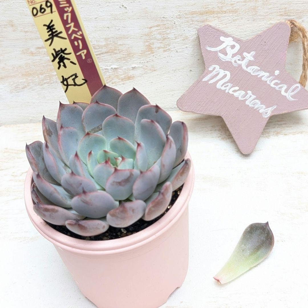 ラスト1枚♧おらいさん最新品種♧美紫妃/うつくしき♧多肉植物