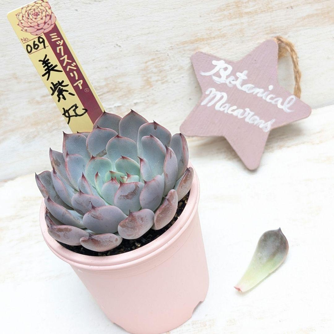 ラスト1枚♧おらいさん最新品種♧美紫妃/うつくしき♧多肉植物