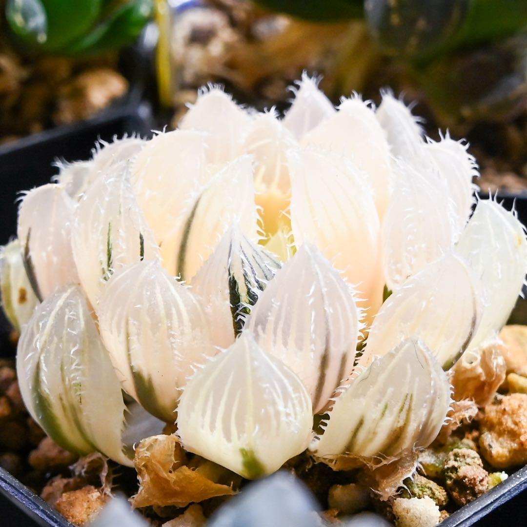 ち*わ様 ハオルチア 秋祭り錦 極上斑