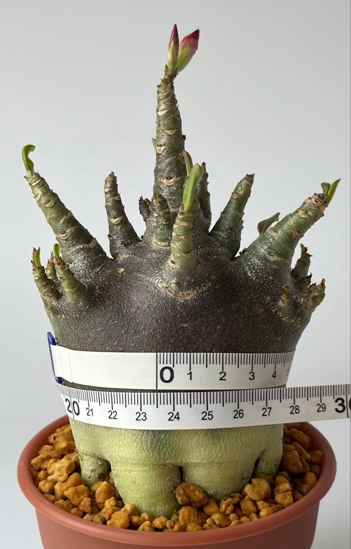 激レア/ブラックスキン/極太/ドワーフ 】アデニウム カピ 鉢植えA-6