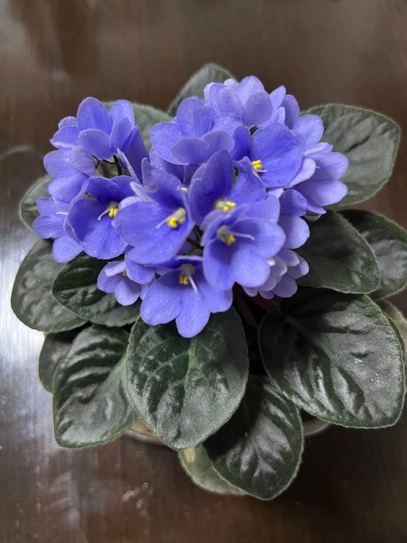 マジョ　クリーム　AYU